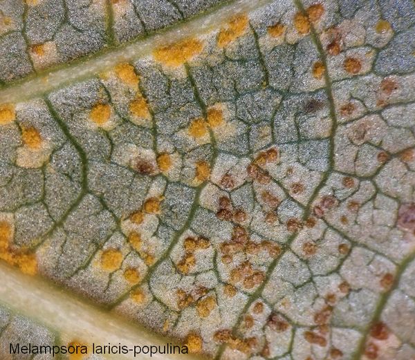 melampsora laricis-populina